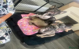 French Bulldog dogs for sale: French bulldog - Image 28