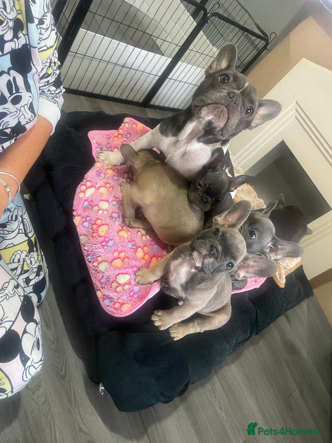 French Bulldog dogs for sale: French bulldog - Image 28