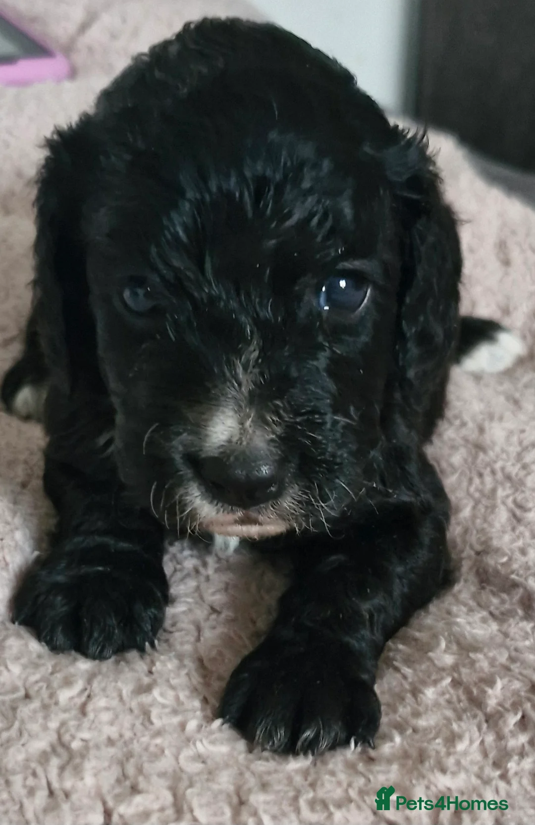 Mixed Breed dogs for sale: Stunning cavapoo x cockapoo litter just born! - Advert 10
