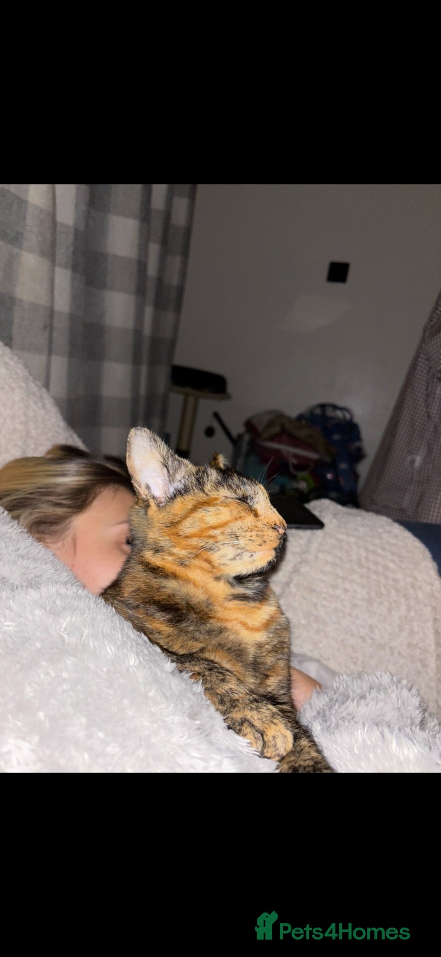 Mixed Breed cats Tabby girl - Advert 1