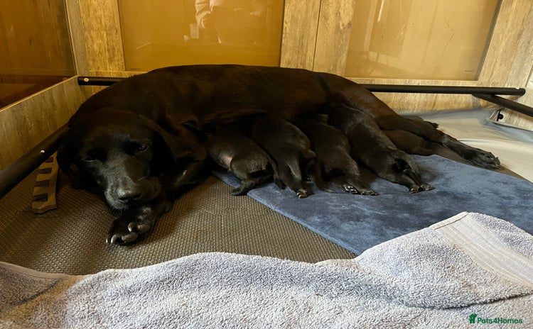 Labrador Retriever dogs - Advert 5