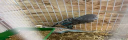 Budgerigars birds for sale: Young budgies & breeding pairs  - Advert 4