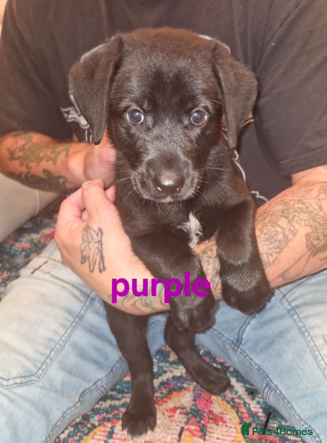 Mixed Breed dogs for sale: Dalmatian shepherd  - Image 37