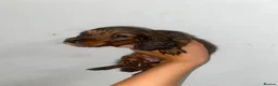 Miniature Dachshund dogs for sale: Stunning full fluffy miniature dachshunds - Advert 13