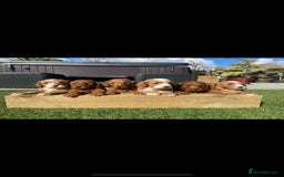 Miniature Poodle dogs for stud: Proven extensively health tested KC RED poodle in Swansea - Image 6