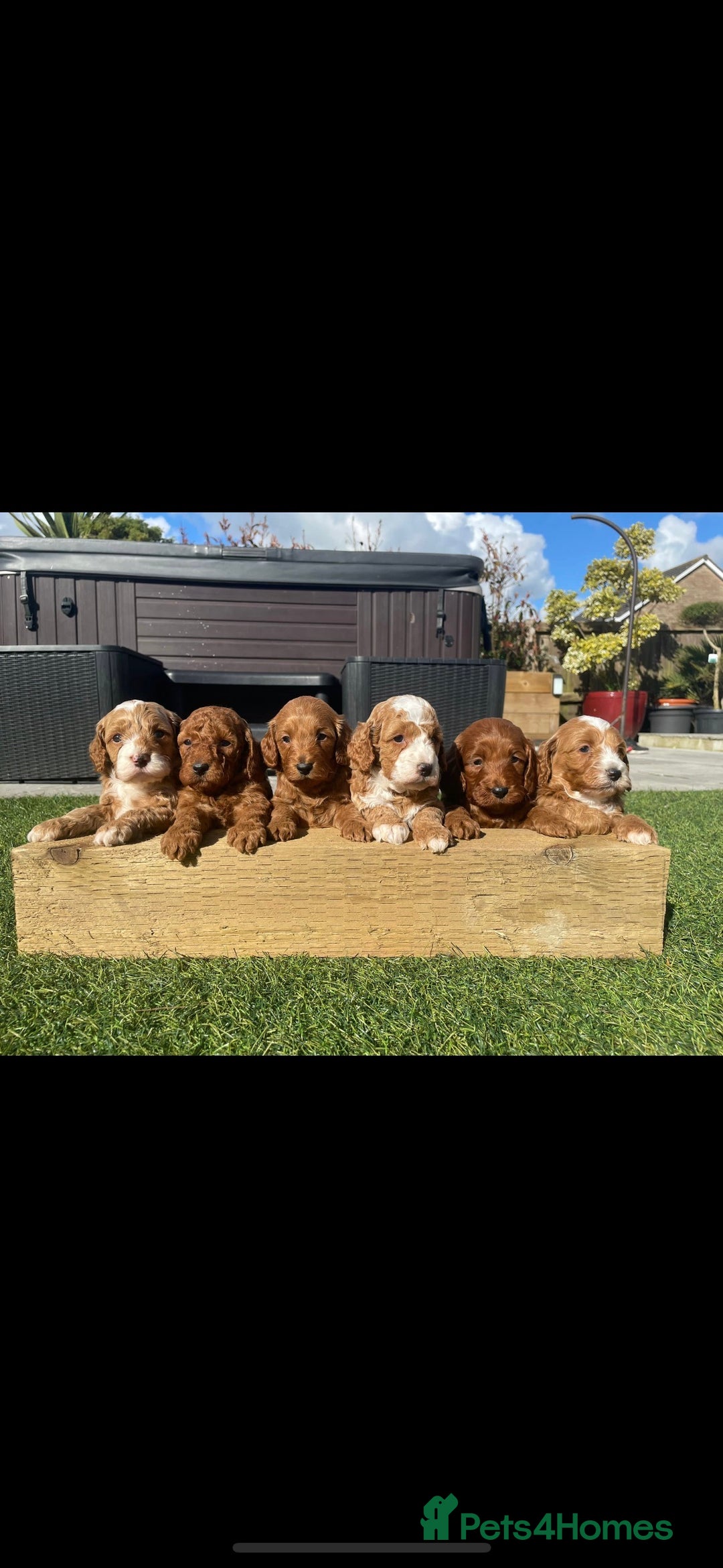 Miniature Poodle dogs for stud: Proven extensively health tested KC RED poodle in Swansea - Image 6