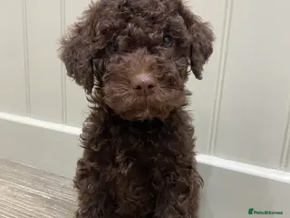 Lagotto Romagnolo dogs Lagotto romagnolo Puppies - Advert 2