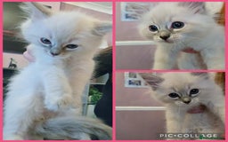 Ragdoll cats for sale: Purebred Ragdoll kittens, blue, seal, Lynx mitted - Image 6