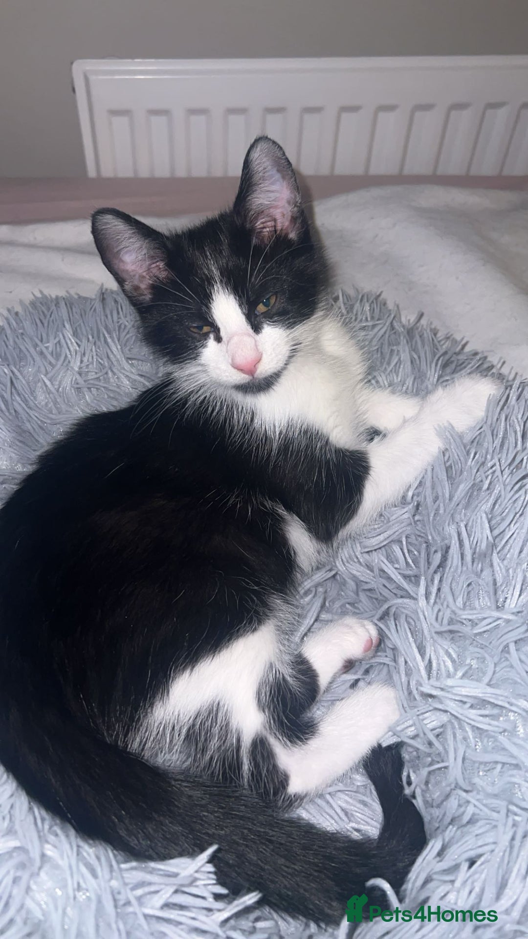 Domestic Shorthair cats for sale: Beautiful Tuxedo Kitten  - Advert 2