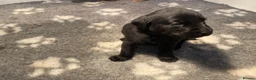 Labrador Retriever dogs for sale: KC REG Yellow/fox red and Black Labrador puppies  - Advert 18