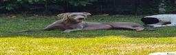 Weimaraner dogs for sale: Weimaraner KC REGISTERED 1yr Girl.  - Advert 10