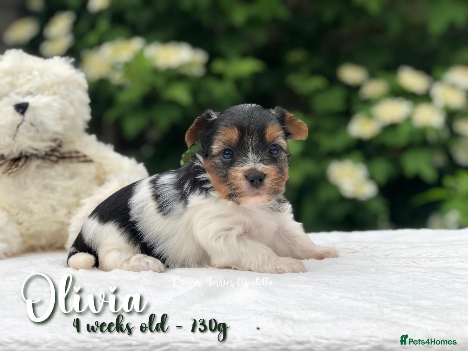 Biewer Terrier dogs for sale: One boy left Biewer Terriers! - Advert 38