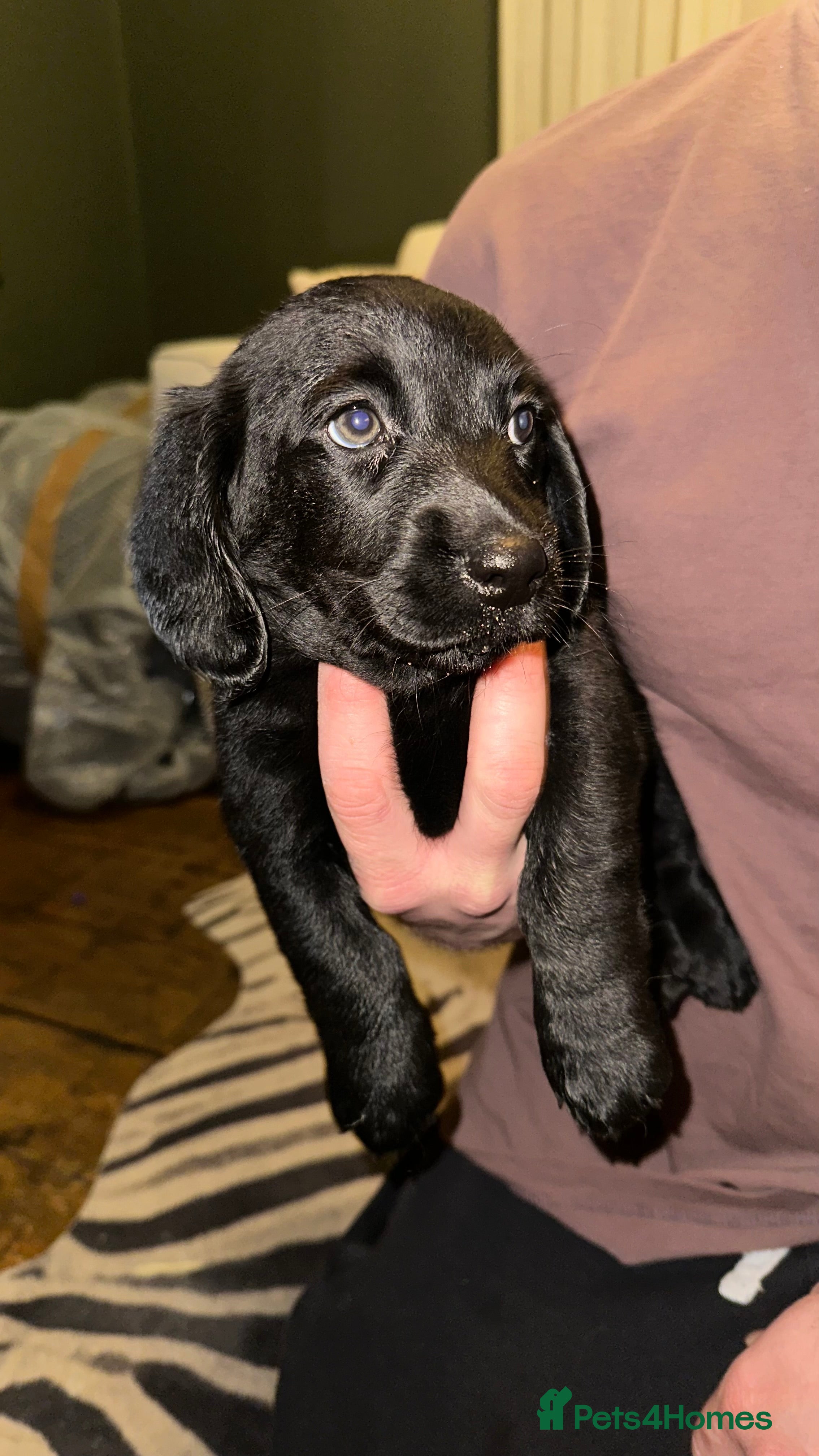 Mixed Breed dogs Dachsador  - Advert 14