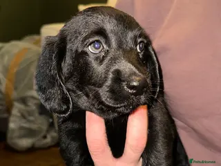 Mixed Breed dogs Dachsador - Advert 14