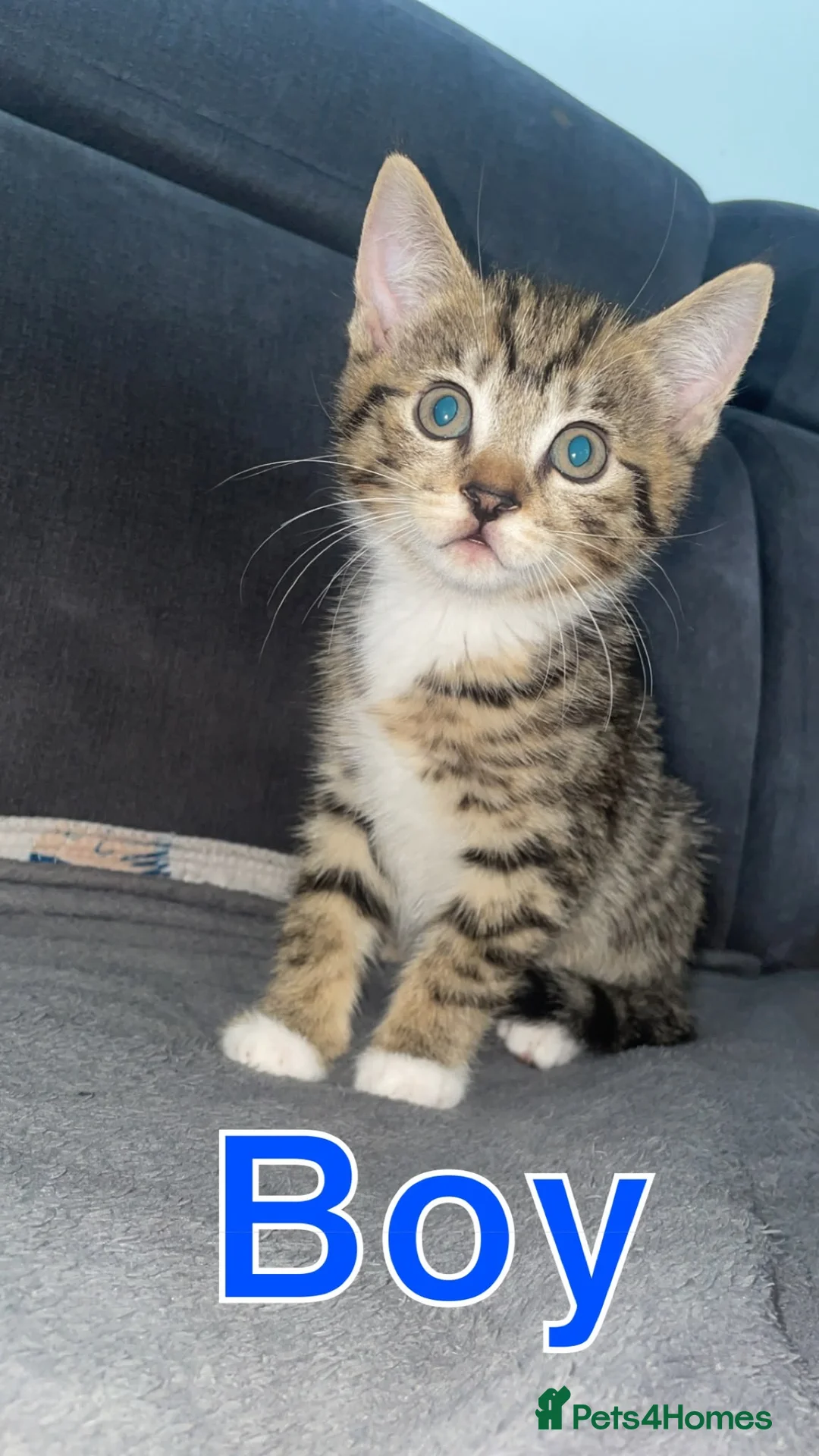 British Shorthair cats for sale: Beautiful BSH and Turkish Angora Mixed Kittens - Advert 1