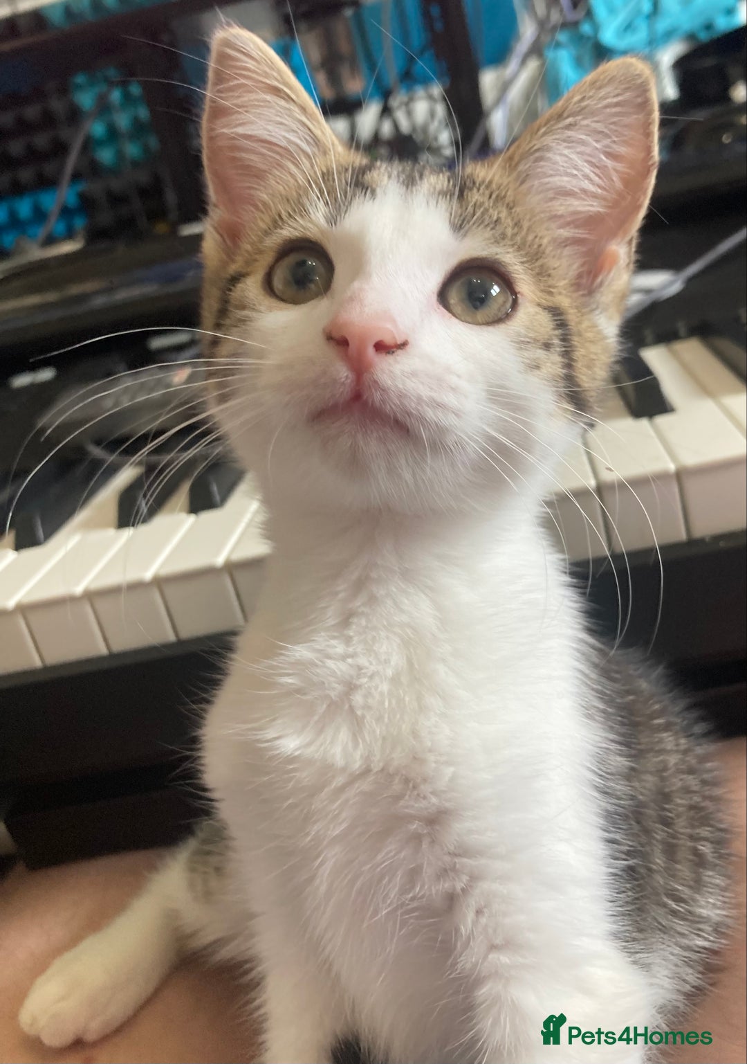 European cats for sale: 2 Adorable Kittens ready for their forever homes  - Image 5