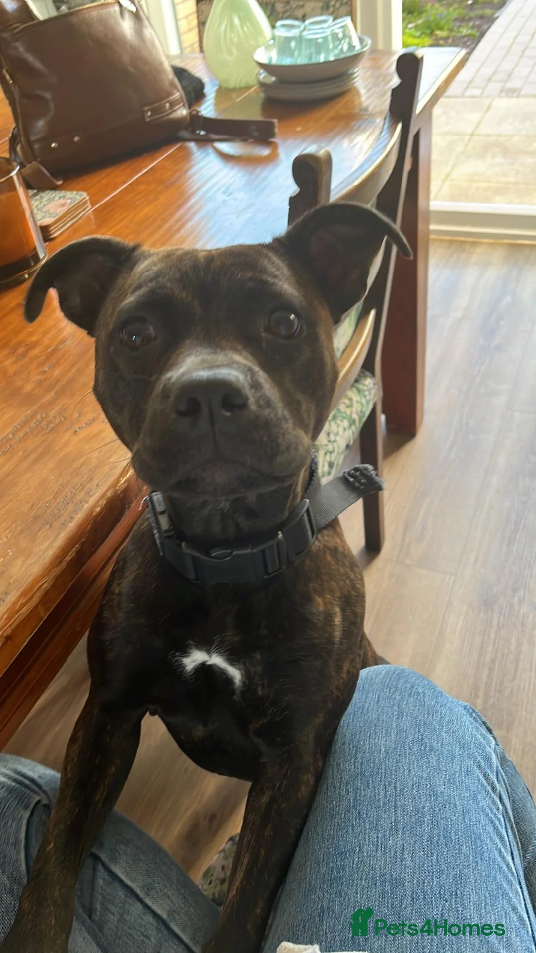 Staffordshire Bull Terrier dogs for sale: 1 Year old Staffordshire Bull Terrier  - Advert 2