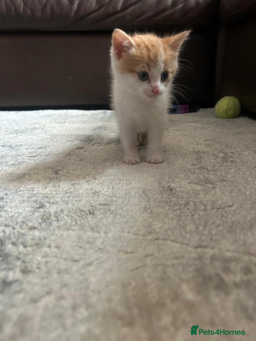 Mixed Breed cats for sale: 2 ginger male kittens, 1 female tabby - Image 5