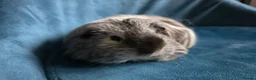 Guinea Pig rodents for sale: Father&son long haired swiss californian - Advert 5