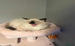 Ragdoll cats for sale: 3 musketeers😍 - Image 7