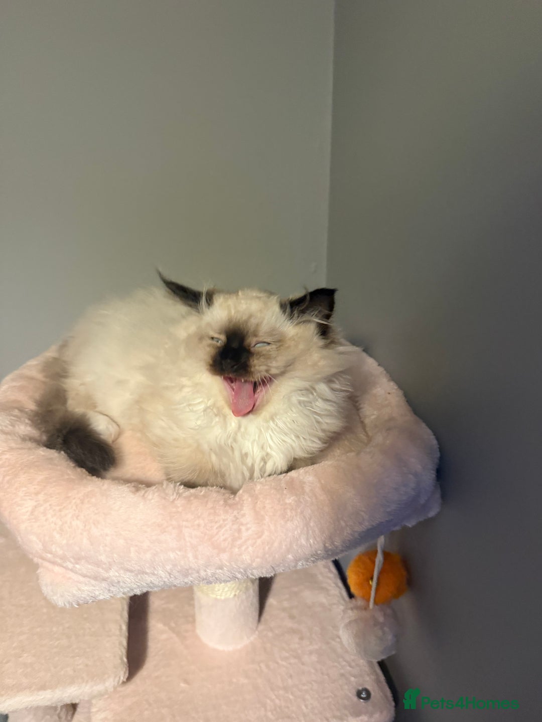 Ragdoll cats for sale: 3 musketeers😍 - Image 7