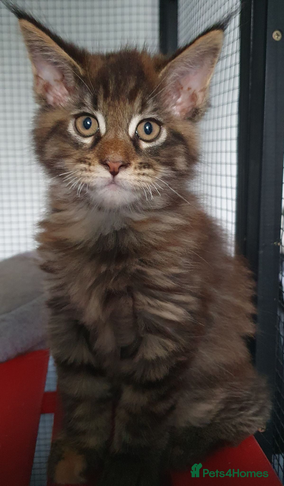 Maine Coon cats Fantastic Xl Main Coons Girls - Advert 1