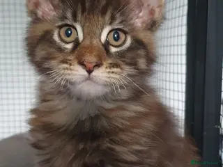 Maine Coon cats Fantastic Xl Main Coons Girls - Advert 3