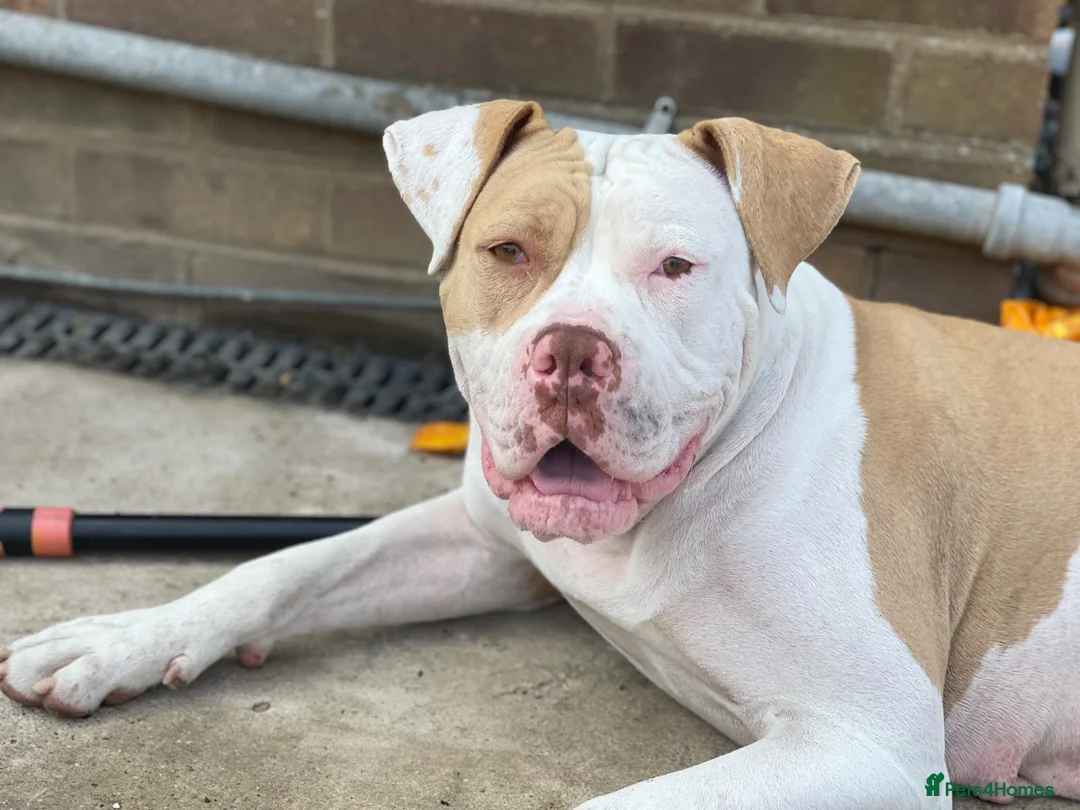 American Bulldog dogs for sale: Female  in Oakham - Advert 4