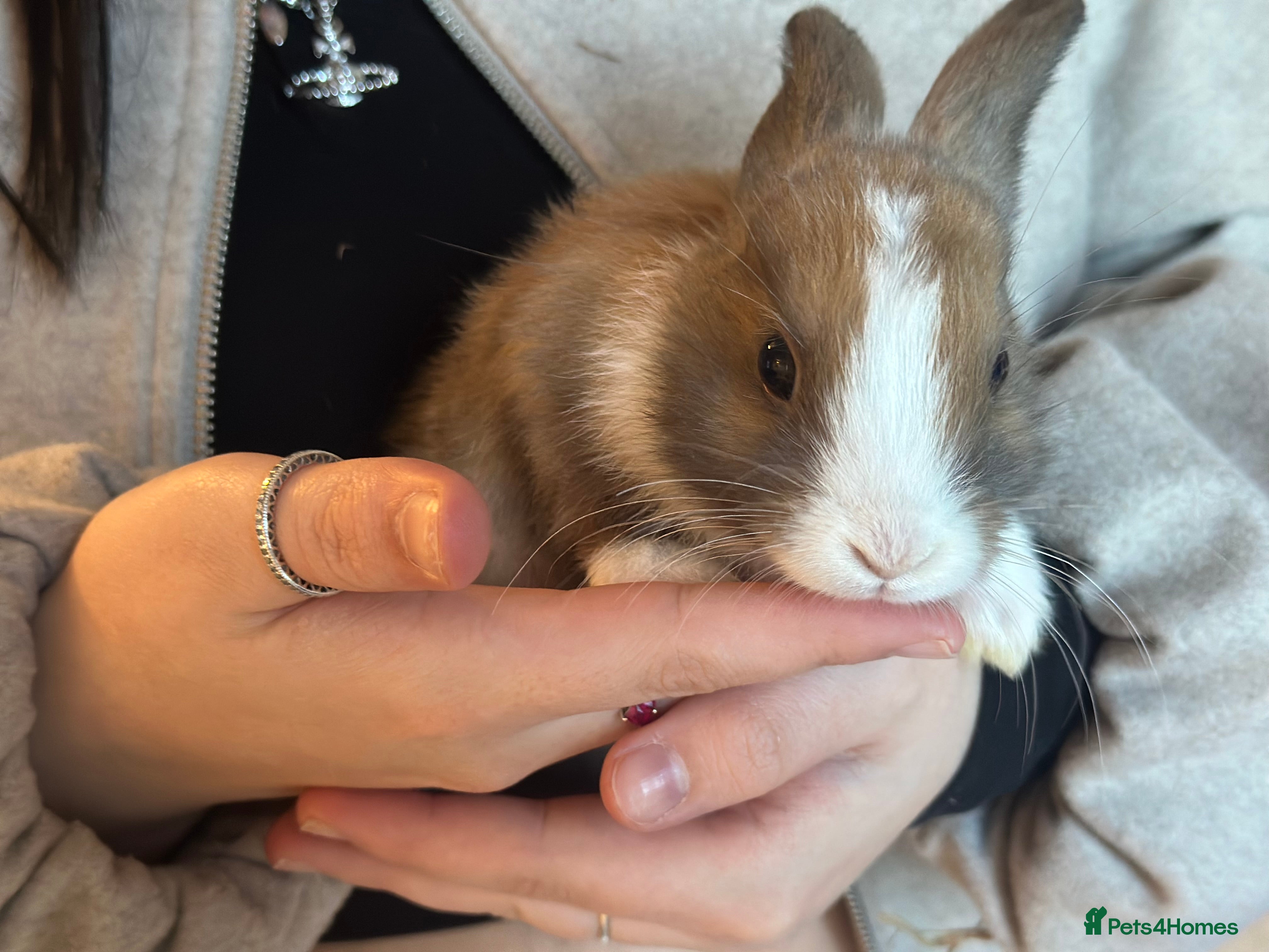 Mixed Breed rabbits Baby bunnies - Advert 11