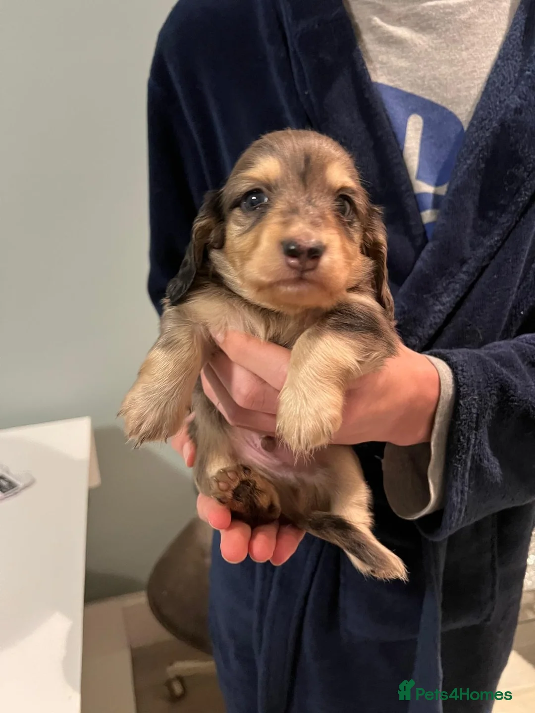 Miniature Dachshund dogs for sale: 3 kc reg silver dapple and tan mini dat puppies - Advert 7