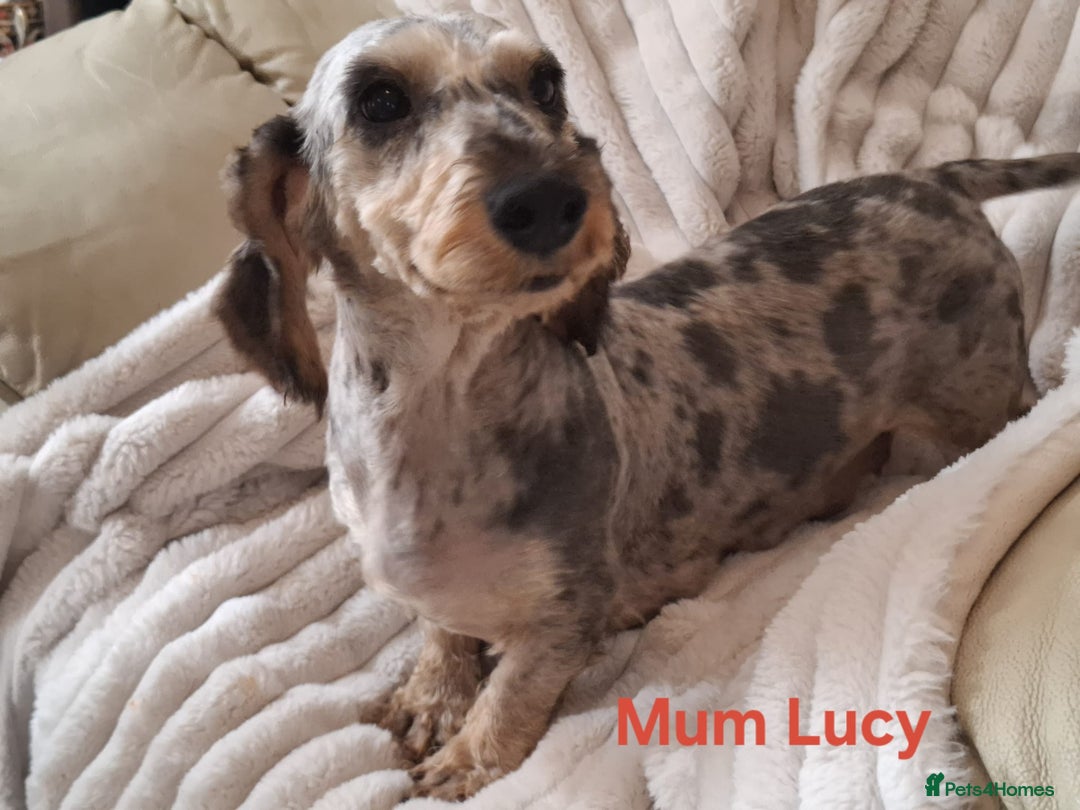 Mixed Breed dogs for sale: Dachshund cross puppies - Image 4