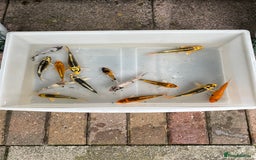 Koi Carp fish for sale: 💥QUALITY KOI CARP COLOURFUL NICE SELECTION💥 - Image 16