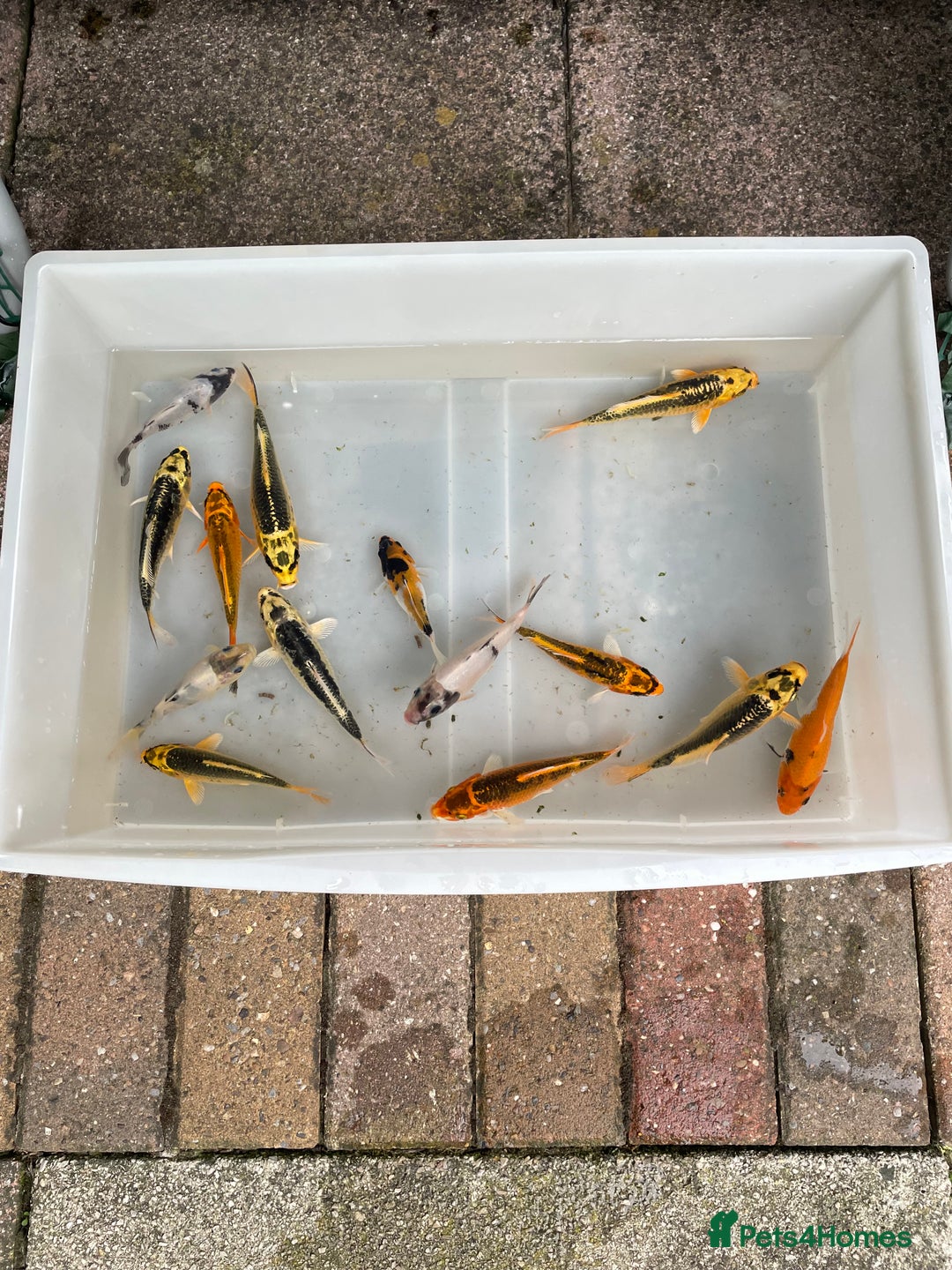 Koi Carp fish for sale: 💥QUALITY KOI CARP COLOURFUL NICE SELECTION💥 - Image 16