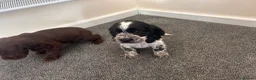 Cocker Spaniel dogs for sale: Show cocker spaniel puppies  - Advert 12