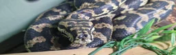 Python Snake reptiles for sale: Adult jungle carpet python - Advert 3