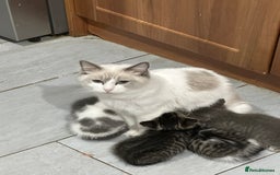 Mixed Breed cats for sale: Mixed breed ragdol and tobby - Image 1