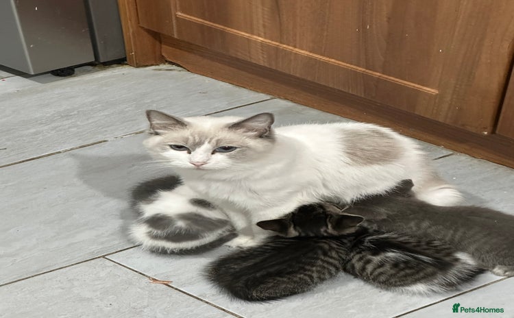 Mixed Breed cats - Advert 7