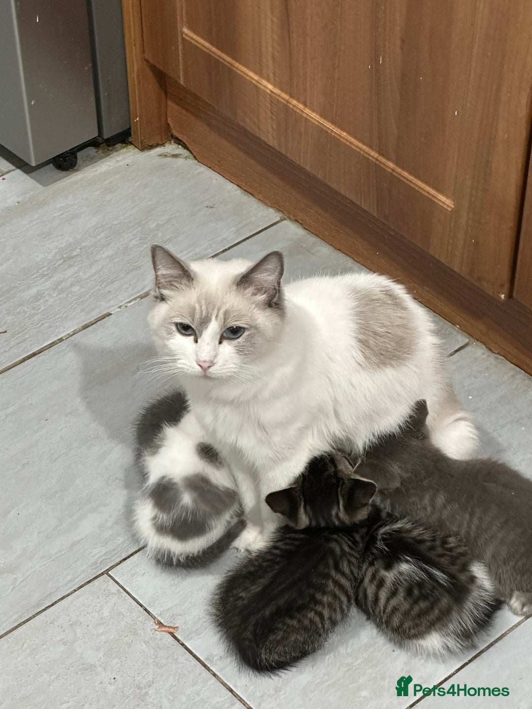 Mixed Breed cats for sale: Mixed breed ragdol and tobby - Image 1