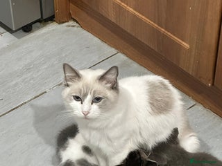 Mixed Breed cats - Advert 2