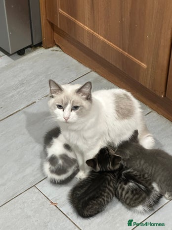 Mixed Breed cats - Advert 3