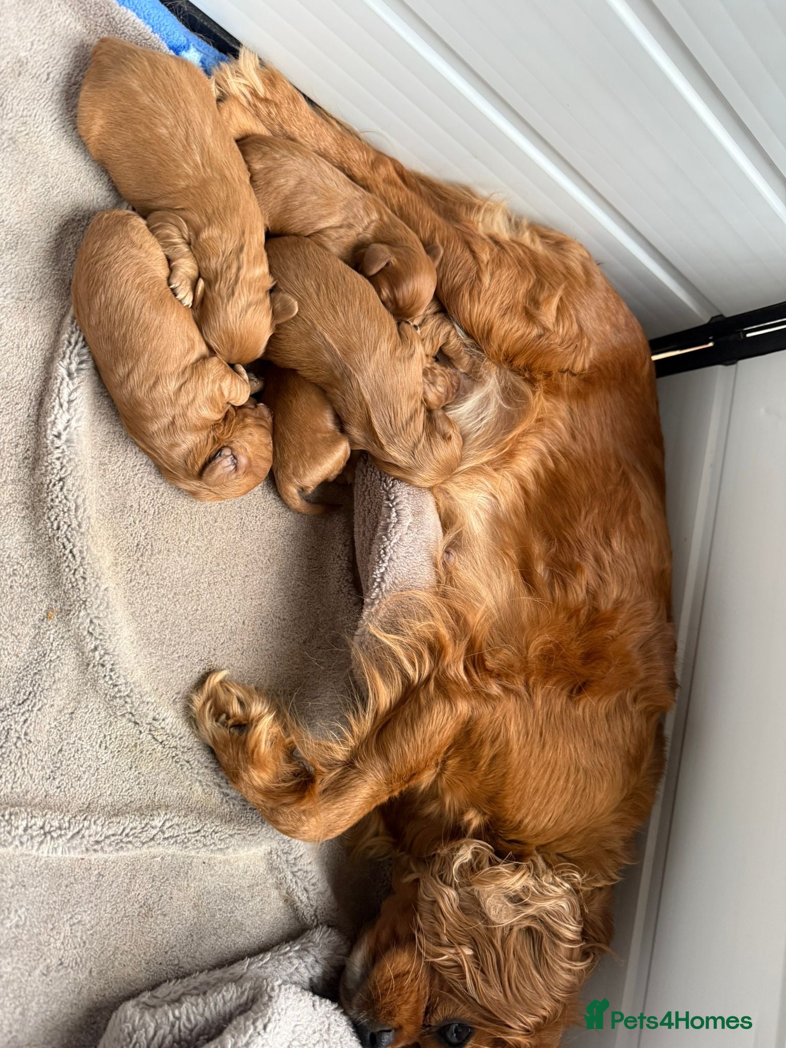 Cavapoo dogs F1 Toy Cavapoo puppies  - Advert 6