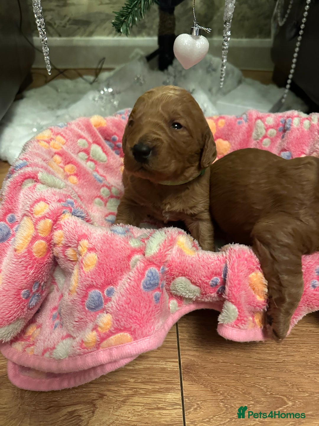 Labradoodle dogs for sale: Miniature F1 Labradoodles  - Advert 5