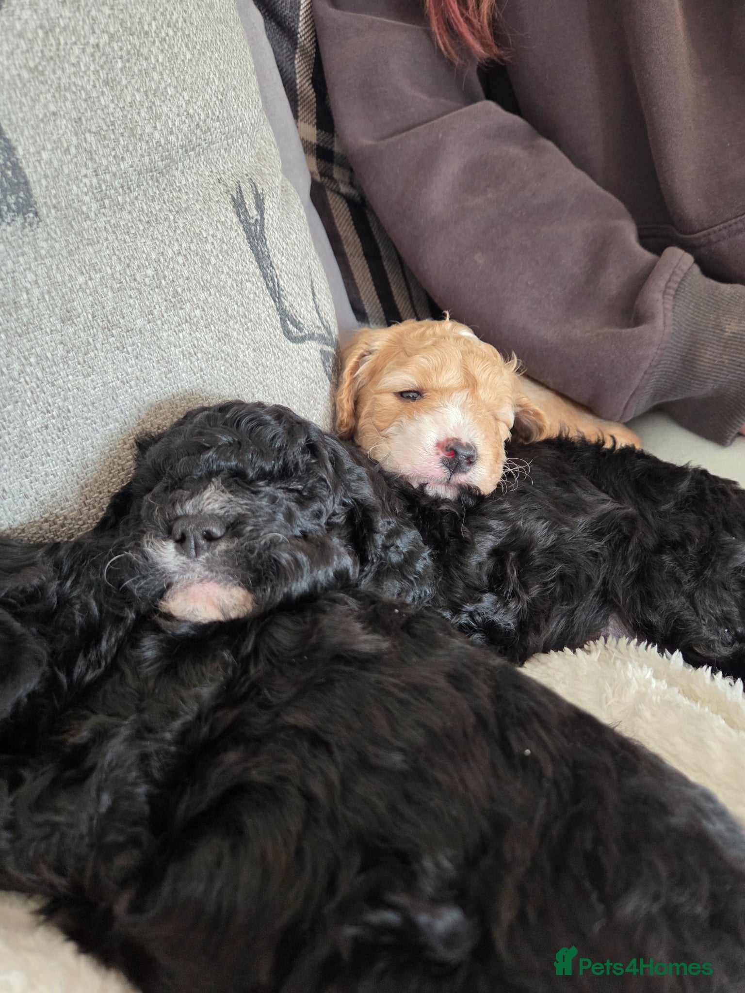 Cavapoo dogs 3 beautiful Cavapoo F1b available  - Advert 14