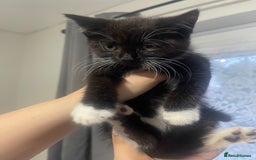European cats for sale: Two European short hair kittens for SALE - Image 2