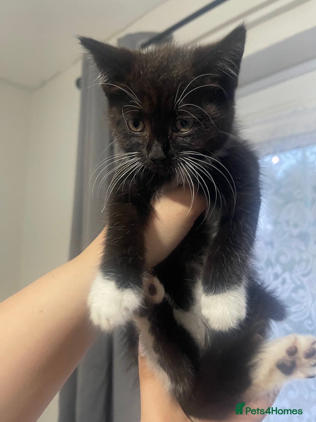 European cats for sale: Two European short hair kittens for SALE - Image 2