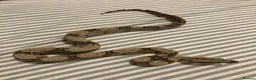 Boa Snake reptiles for sale: Baby boa constrictor - jungle  in Buckingham - Advert 3