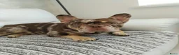 French Bulldog dogs for stud: For stud! Ferrari Jay!! EXOTIC DNA AND CARRIER  - Advert 9