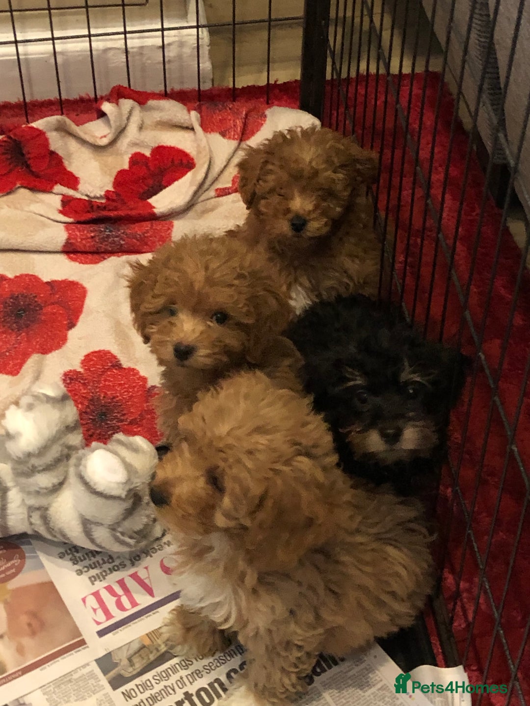 Mixed Breed dogs for sale: shihtzu cross puppies for sale - Advert 14
