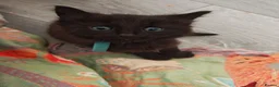 Mixed Breed cats for sale: Pretty female kitten - Advert 5