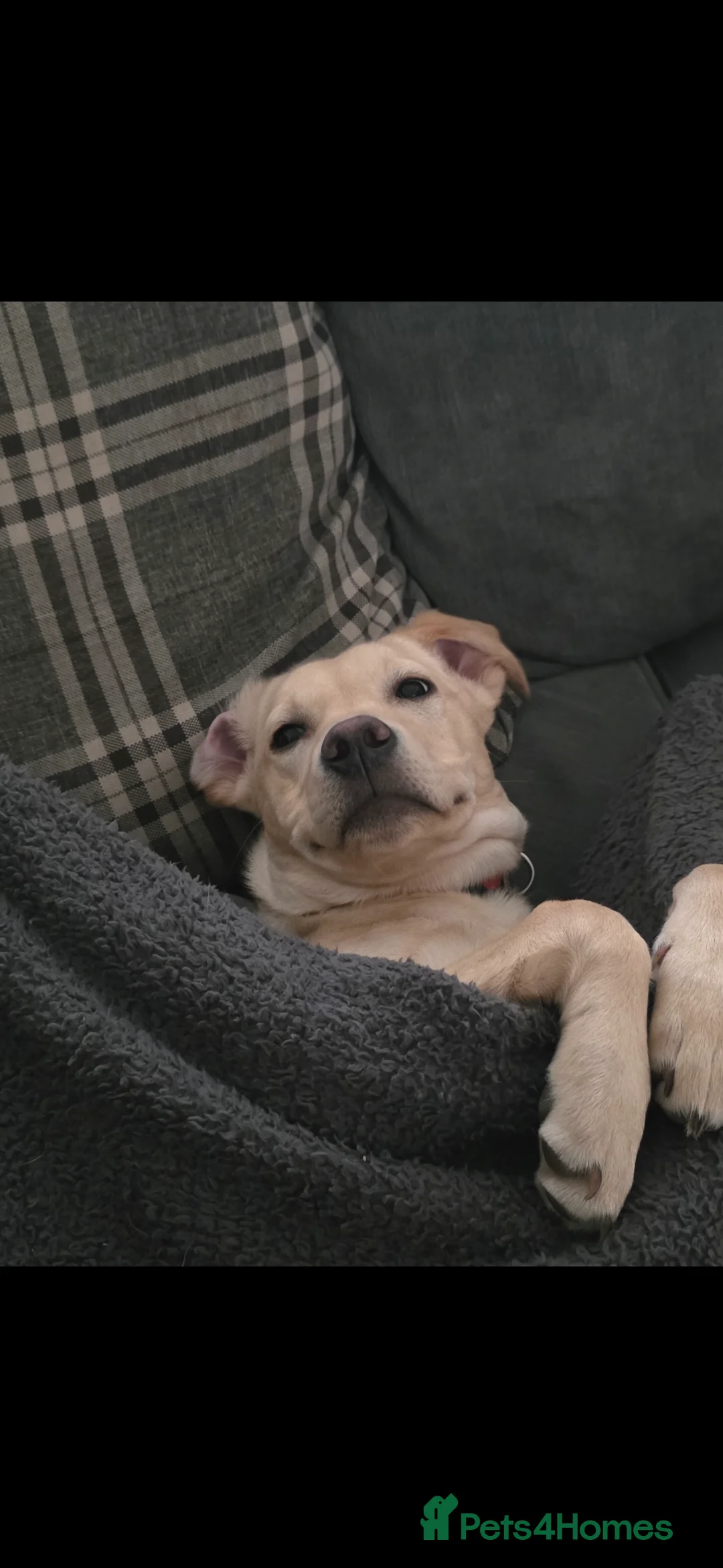 Labrador Retriever dogs for sale: Beautiful labrador  - Advert 3